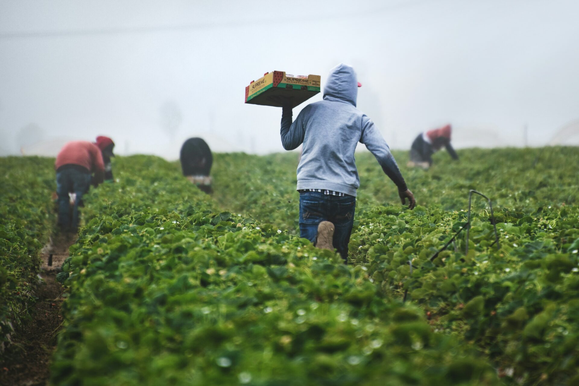 Farming & Agribusiness